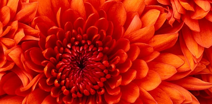 chrysanthemum-2